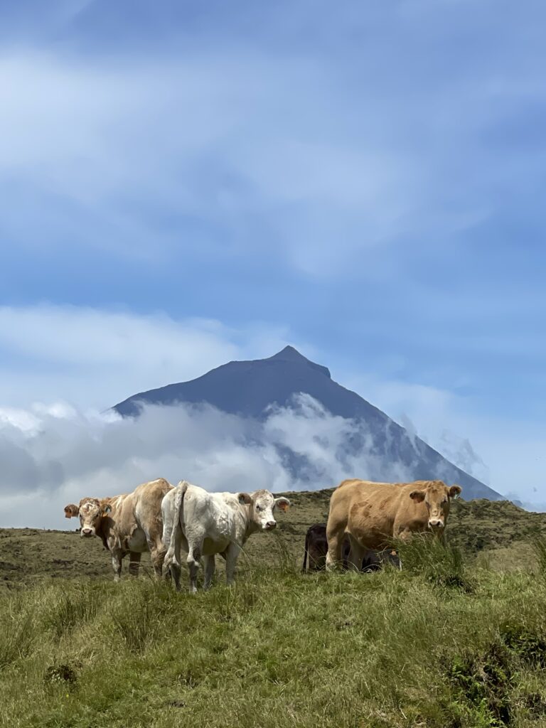 A group of cows grazing on a green hillside with the majestic Pico Mountain in the background, partially covered by clouds.