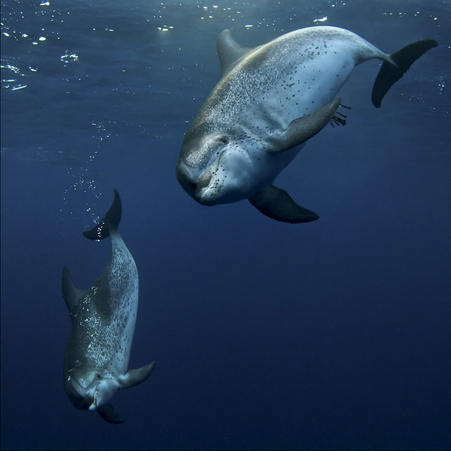 Pico Swimming with Dolphins