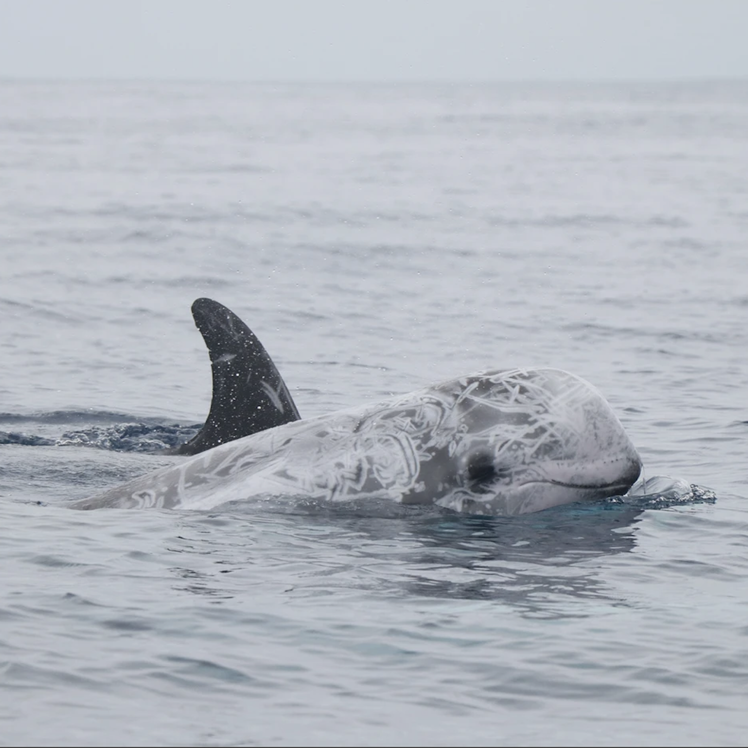 Faial Whale Watching