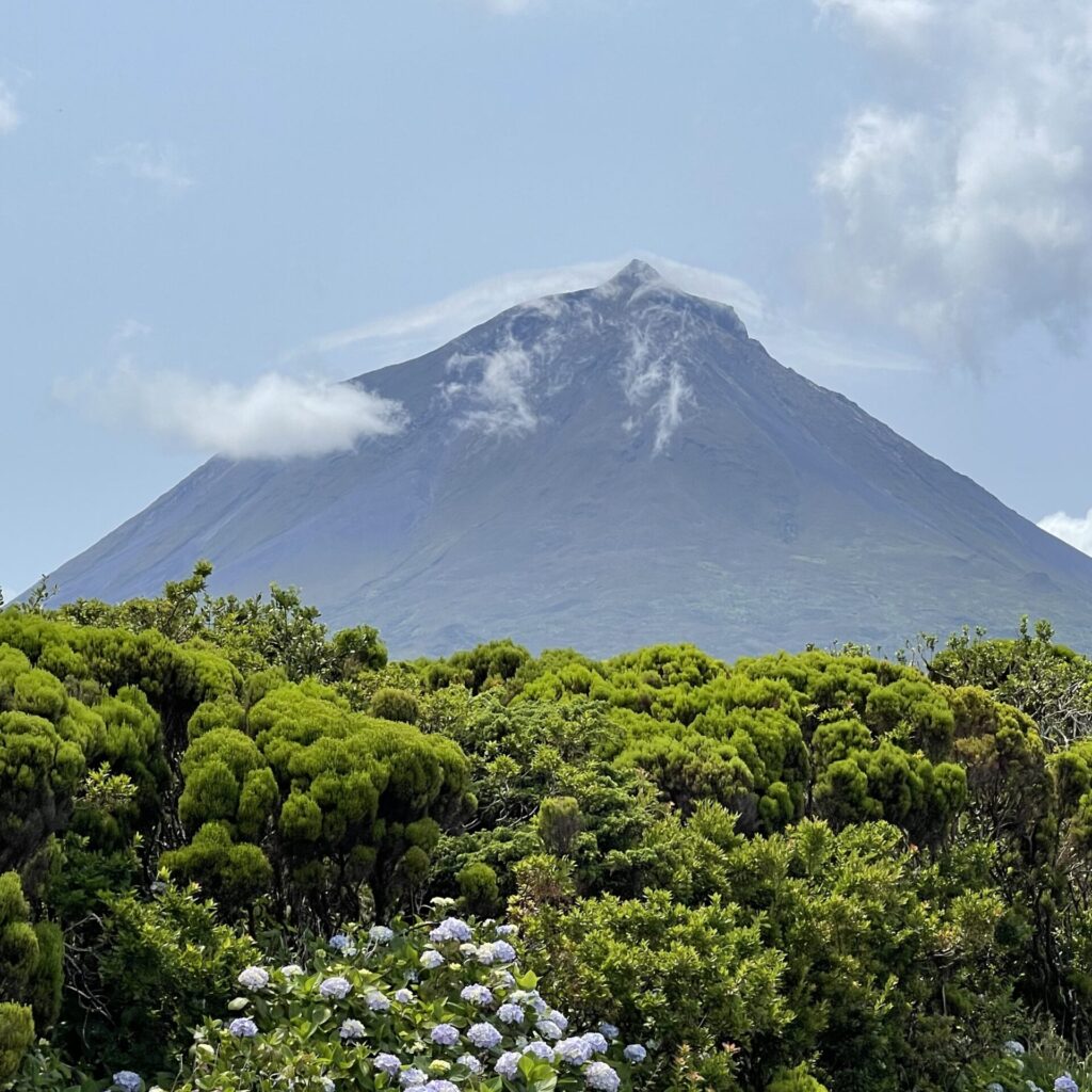 A breathtaking view of Pico Mountain, surrounded by lush green vegetation and blooming hydrangeas under a clear blue sky.