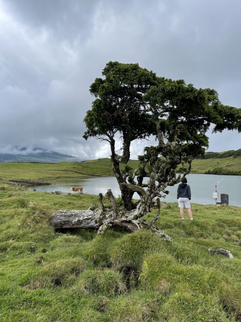 A traveler stands by a peaceful lagoon, surrounded by lush green fields, twisted trees, and grazing cows, with Pico Mountain partially hidden by clouds.