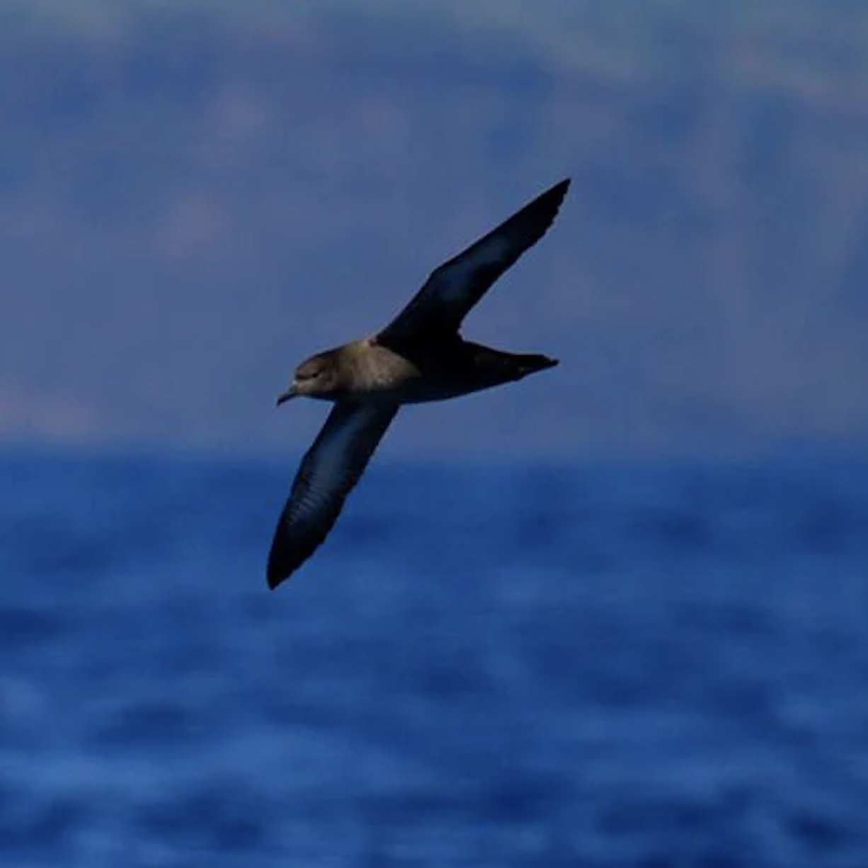 Faial Birdwatching