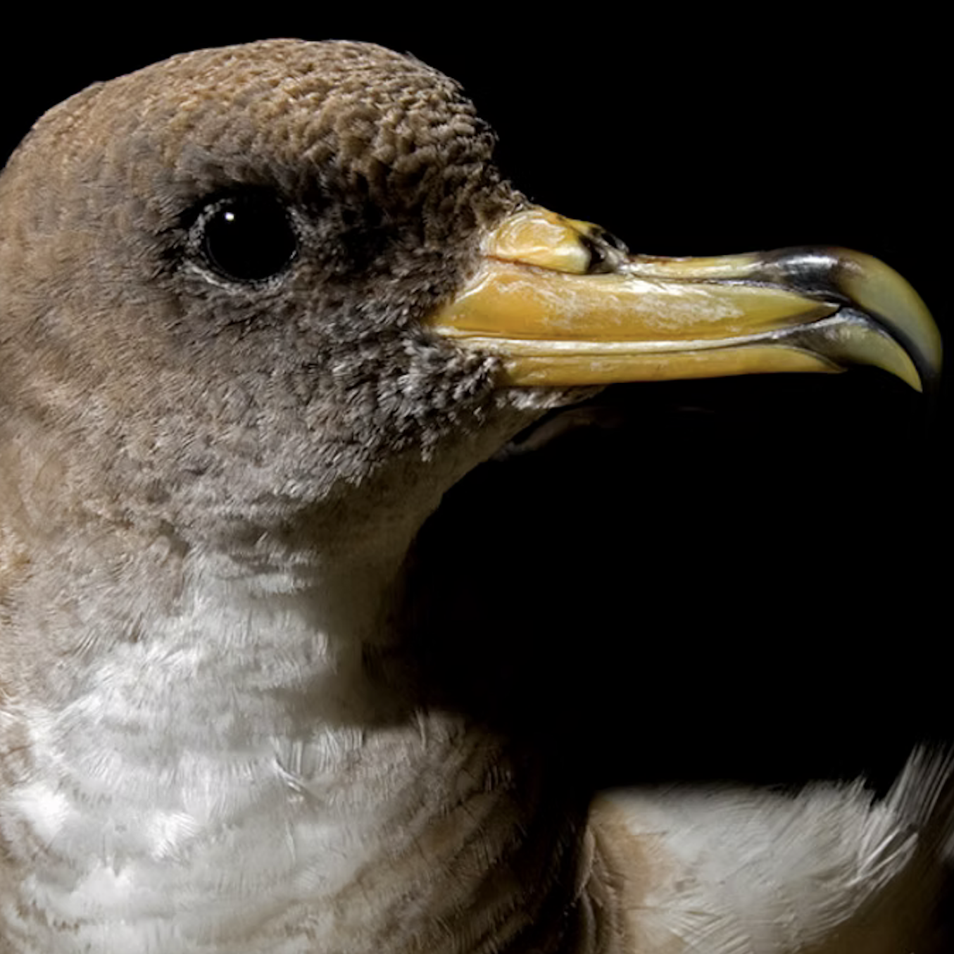 Faial Night Birdwatching