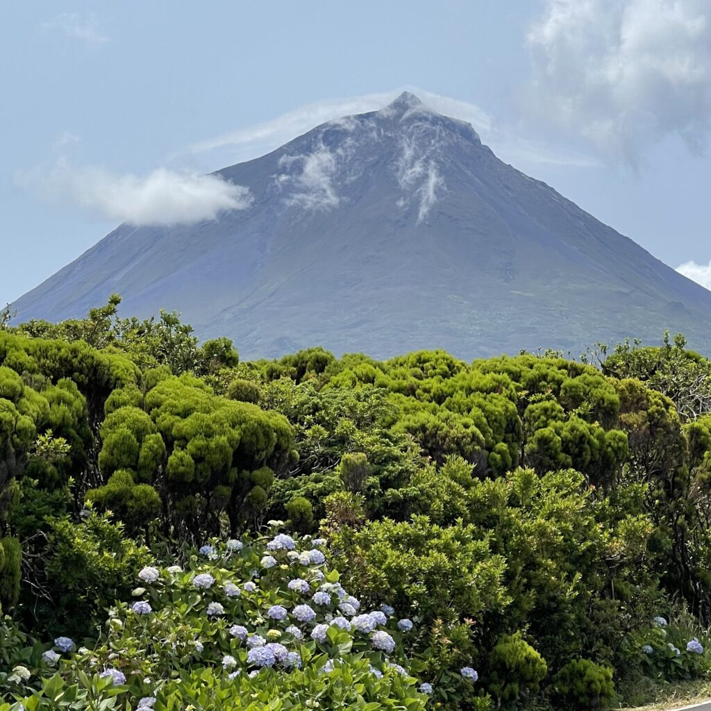 Mount Pico, the highest peak in Portugal, rises majestically above lush green vegetation and blooming hydrangeas.