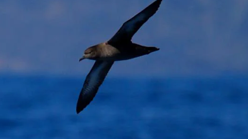 Bird flying over ocean with blurred background.