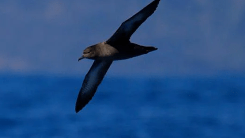 A seabird with outstretched wings flying over an ocean under a clear sky.