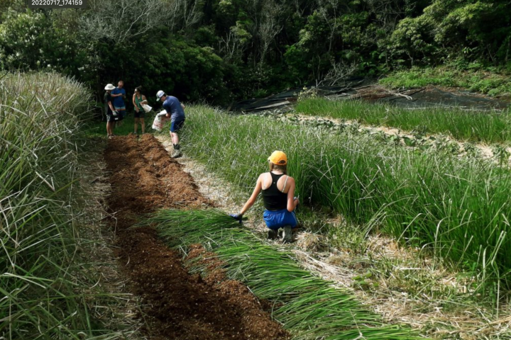 Five people working in a grassy field, surrounded by tall grass and lush trees.