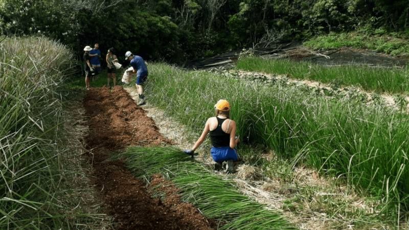 Five people working in a grassy field, surrounded by tall grass and lush trees.