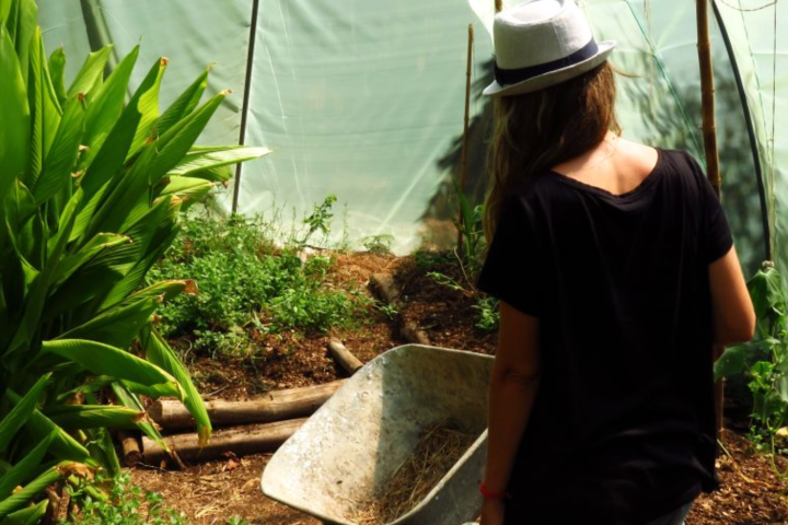 Person in hat stands by a wheelbarrow in a greenhouse garden.