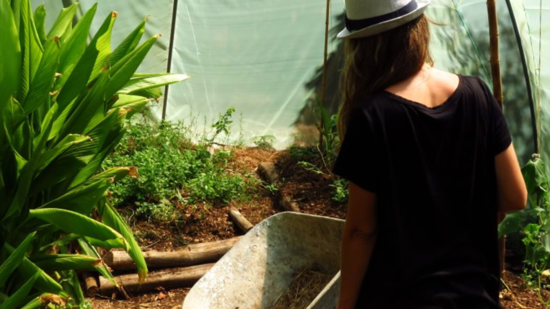 Person in hat stands by a wheelbarrow in a greenhouse garden.
