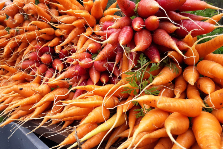 Close-up of orange and red carrots with green tops, piled on a surface.