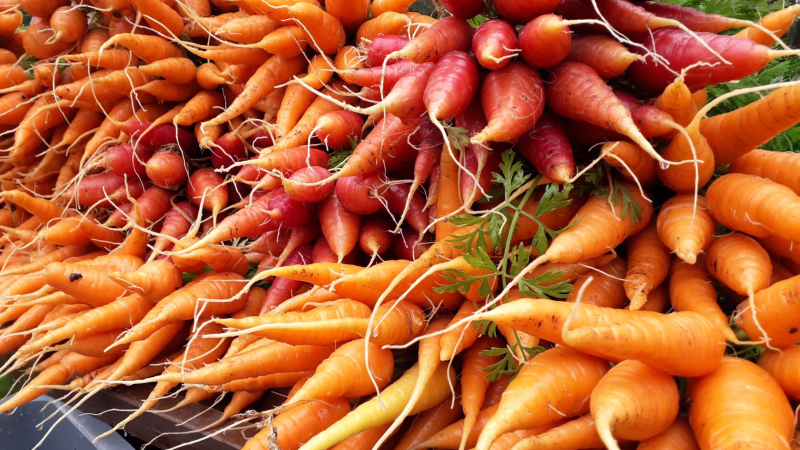Close-up of orange and red carrots with green tops, piled on a surface.