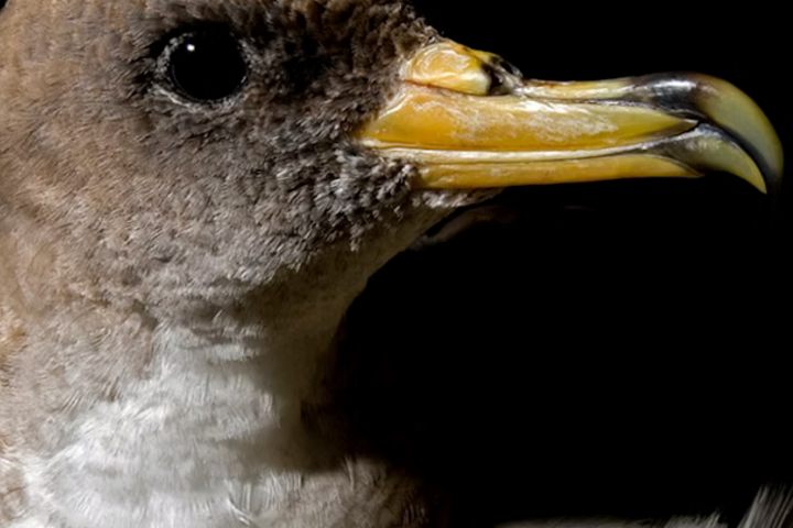 Close-up of a brown and white bird with a yellow beak against a black background.