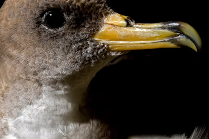 Close-up of a bird with a yellow beak against a black background.