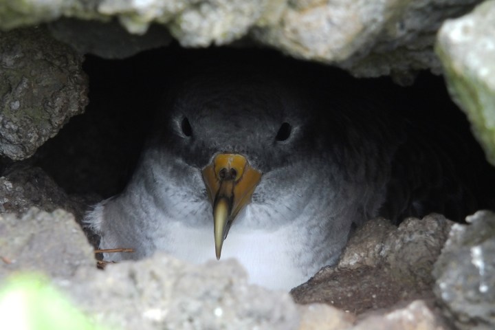 Bird nestled in a rocky crevice, partially hidden from view.