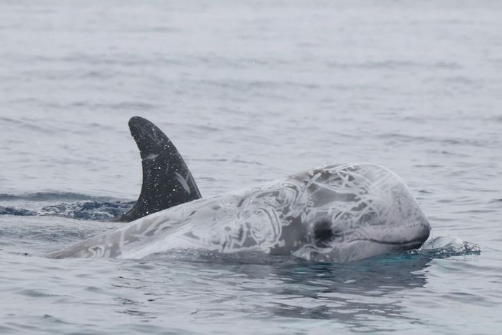 Pilot whale surfacing in calm ocean water, showing its dorsal fin and marked head.