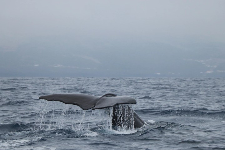 A whale's tail above ocean water with misty mountains in the background.