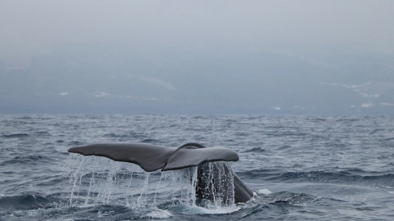 A whale's tail above ocean water with misty mountains in the background.