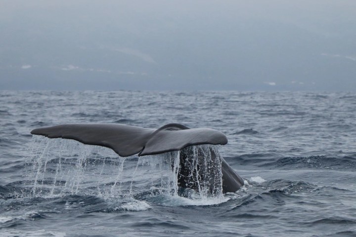 Whale's tail emerging from ocean, water cascading off flukes.