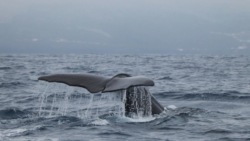 Whale's tail emerging from ocean, water cascading off flukes.