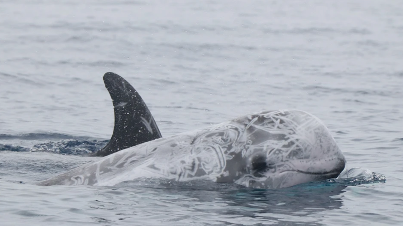 Gray dolphin with white markings swimming in the ocean.