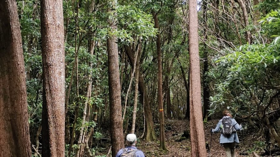 Two hikers walk along a forest trail surrounded by tall trees and green foliage.
