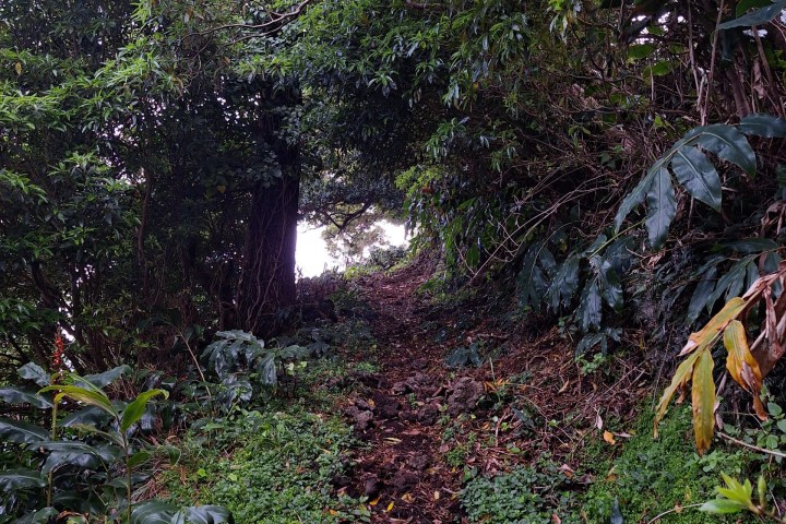 Narrow dirt path through dense green forest foliage.