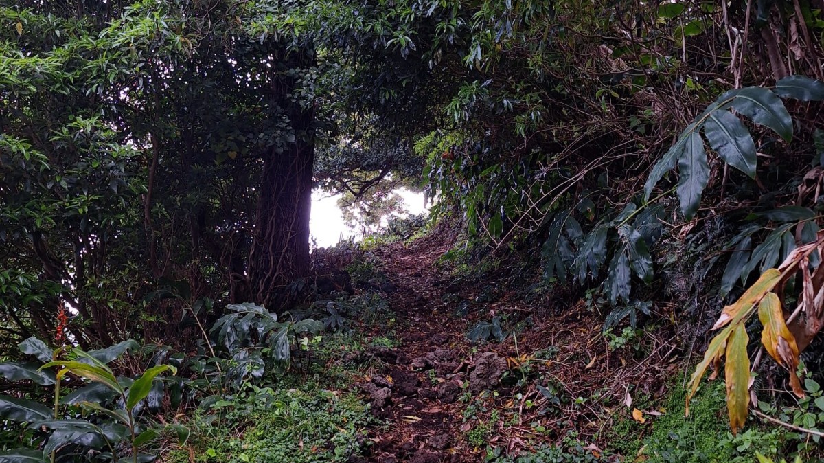 Narrow dirt path through dense green forest foliage.