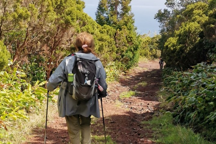 Person hiking on a forest trail with trekking poles, surrounded by green trees.