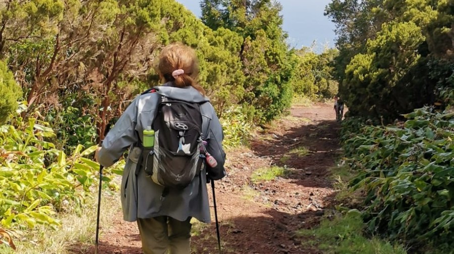 Person hiking on a forest trail with trekking poles, surrounded by green trees.