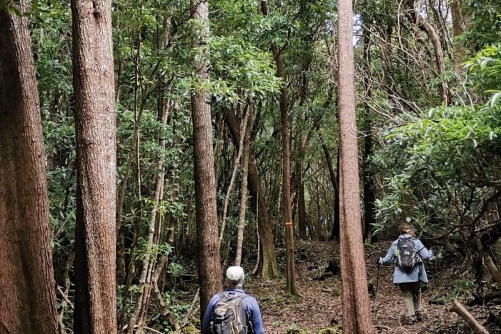 Two hikers walking through a dense forest with tall trees and lush greenery.
