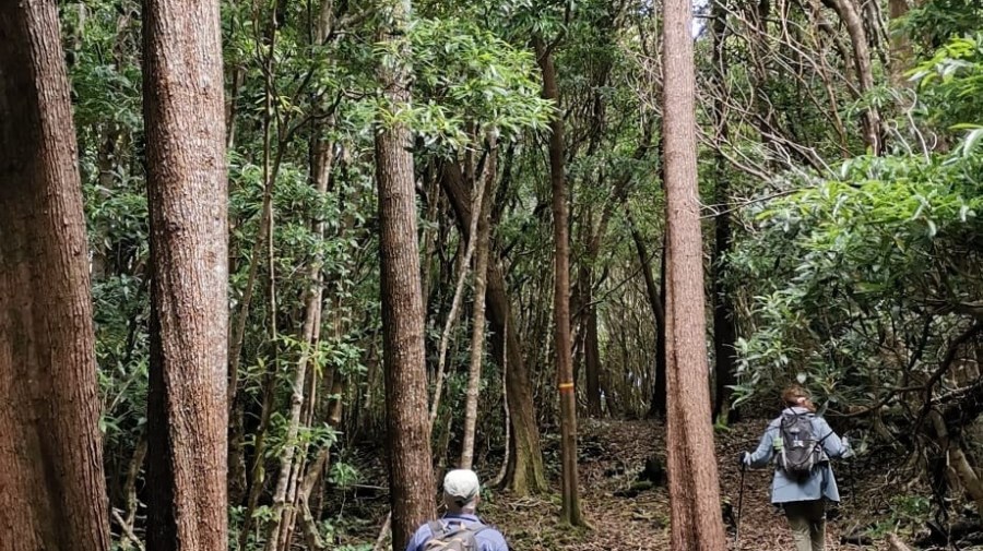 Two hikers walking through a dense forest with tall trees and lush greenery.