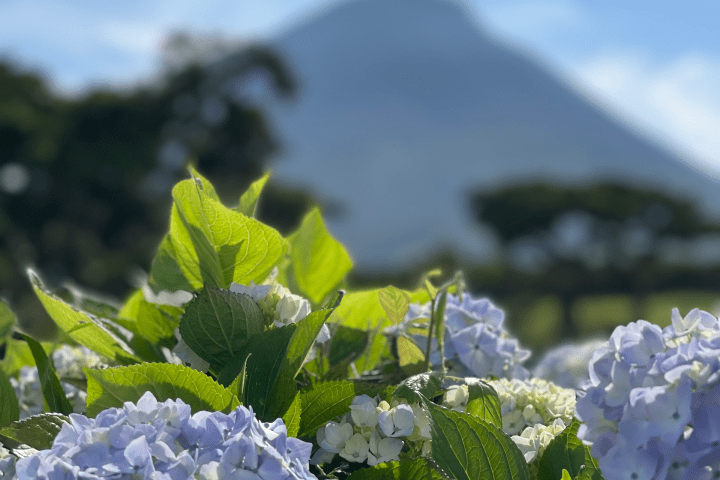Close-up of hydrangeas with a blurred mountain in the background under a blue sky.
