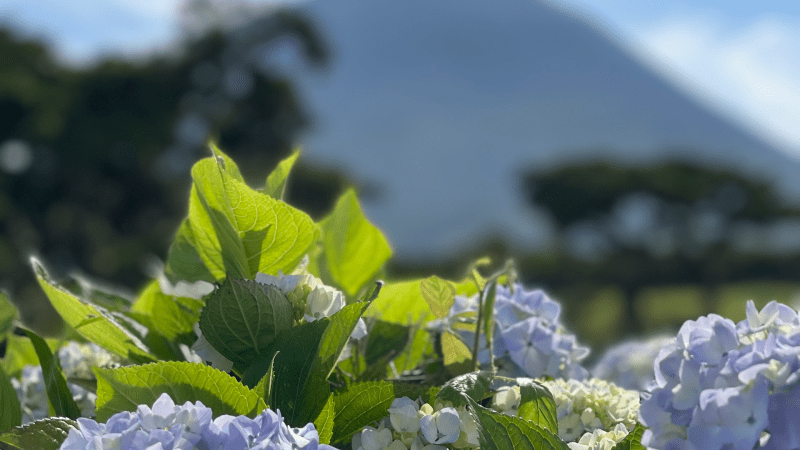 Close-up of hydrangeas with a blurred mountain in the background under a blue sky.