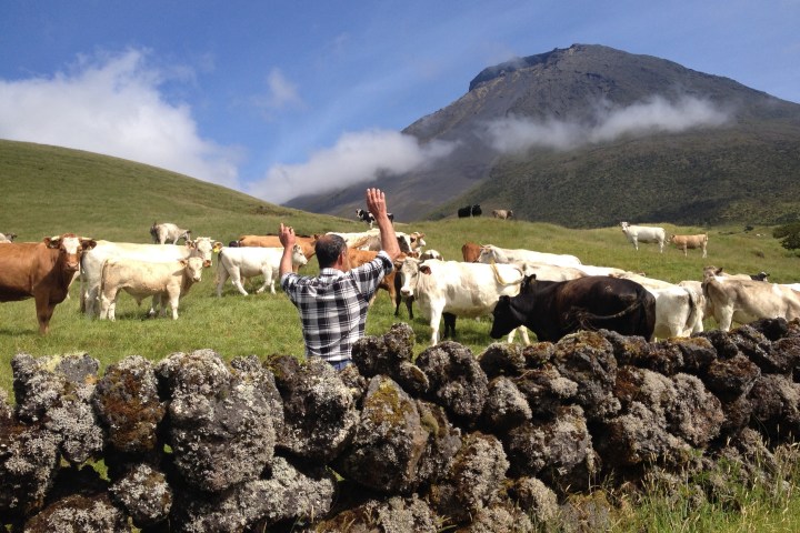 Man in plaid shirt raising arms, facing cows on grassy hill, with mountain in background.