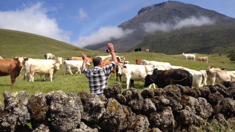 Man in plaid shirt raising arms, facing cows on grassy hill, with mountain in background.