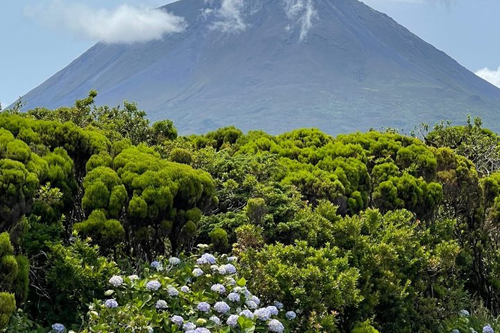 Mountain peak with clouds, surrounded by green foliage and purple flowers near a road.