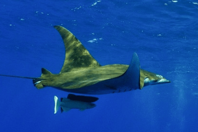 Manta ray swimming underwater with a fish underneath in clear blue ocean.