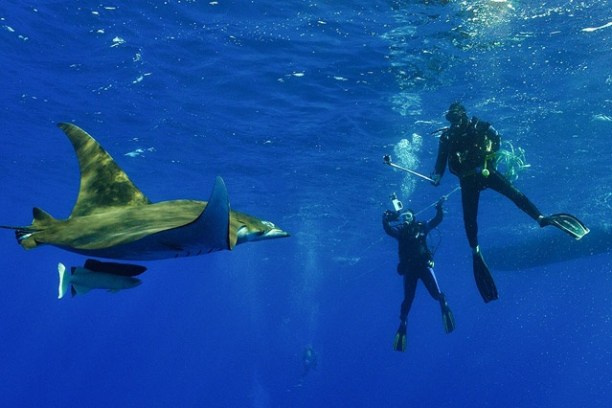 Two scuba divers swimming near a manta ray in clear blue water.