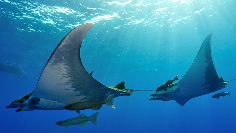 Two manta rays swimming underwater with smaller fish nearby.