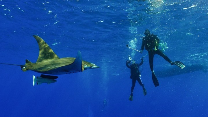 Two divers underwater with a manta ray in clear blue water.