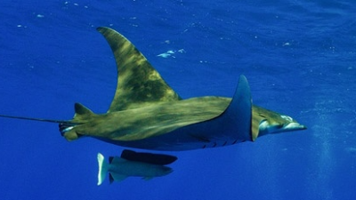 Manta ray swimming underwater with a remora attached.