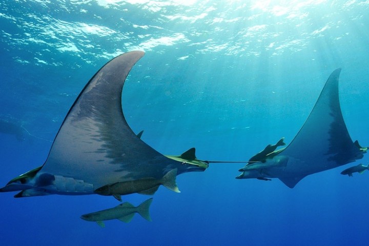 Two manta rays swim underwater in clear blue ocean with sunlight filtering through.
