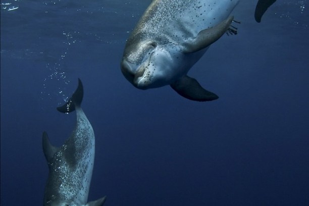 Two dolphins swimming underwater in clear blue ocean.