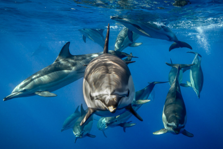 Group of dolphins swimming underwater with sunlight filtering through the blue ocean.