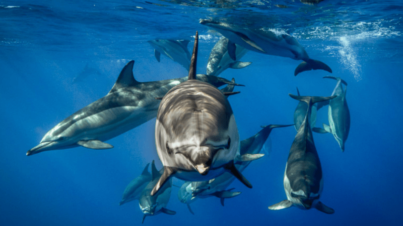 Group of dolphins swimming underwater with sunlight filtering through the blue ocean.
