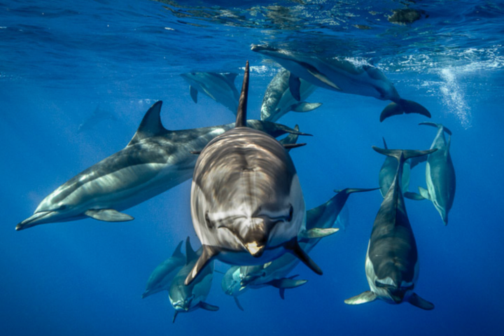A group of dolphins swimming underwater in clear blue ocean.