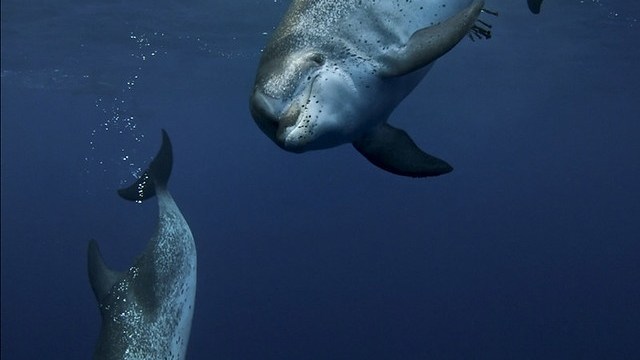 Two dolphins swimming underwater in a dark blue ocean.