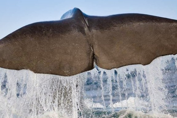 Whale tail above ocean water, splashing with waves.