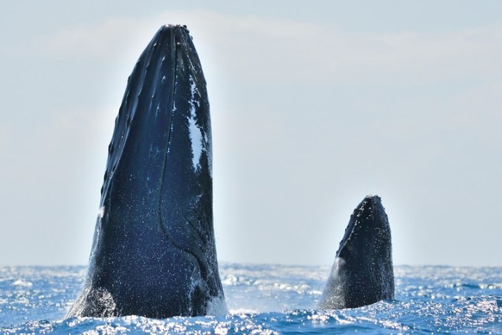 Two whales breaching the ocean surface, one larger and one smaller, under a bright sky.